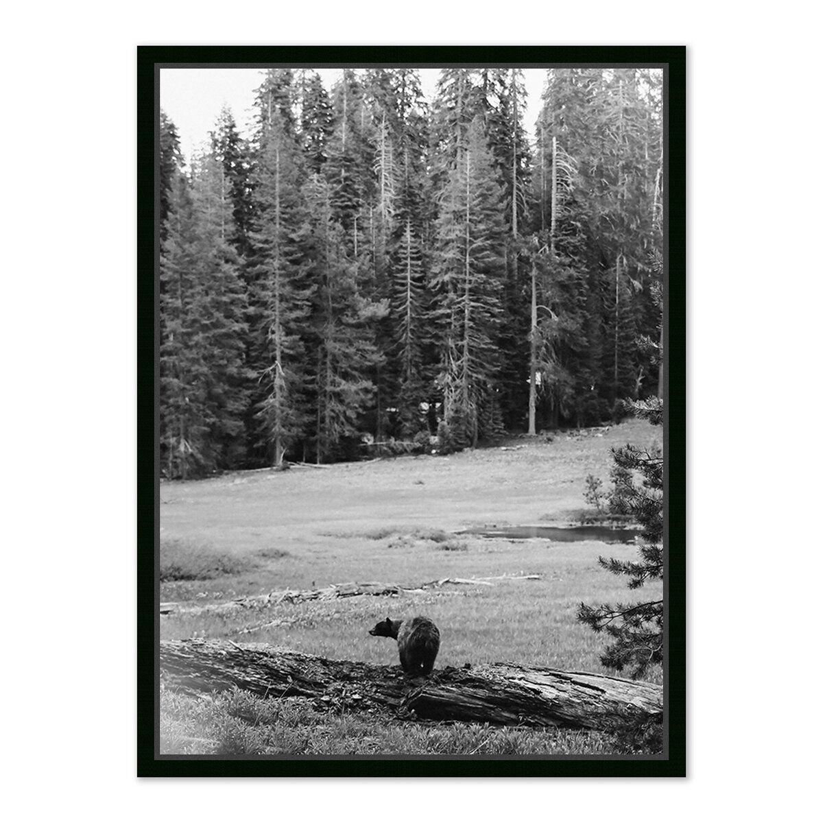 Don't Feed The Bears By Wesley And Emma Teague