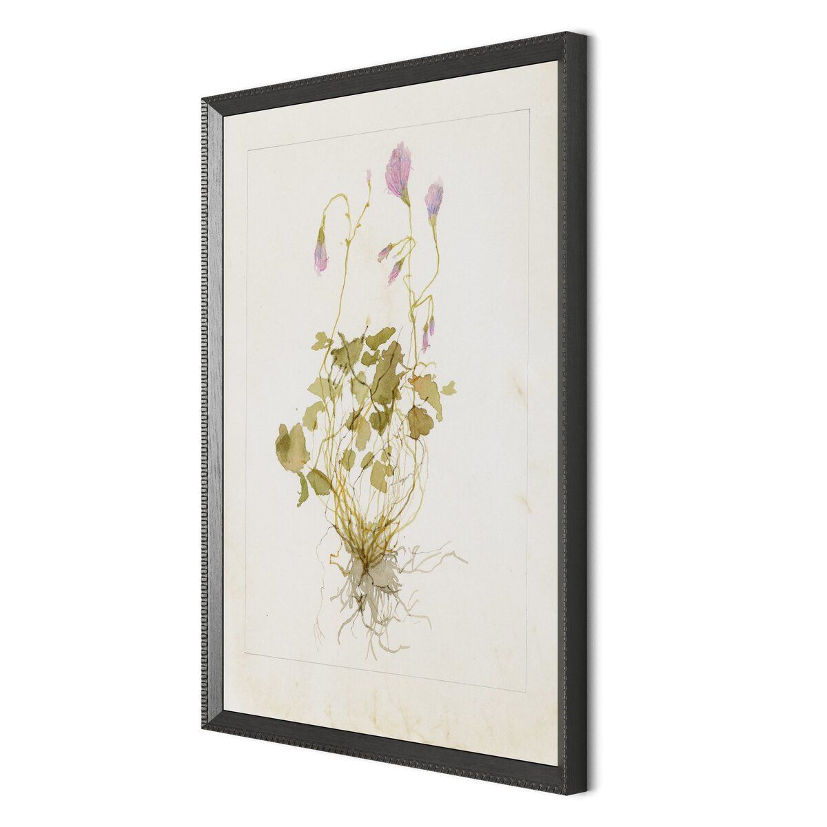 Oxalis Debilis No. 1 By Laurel-dawn Latshaw