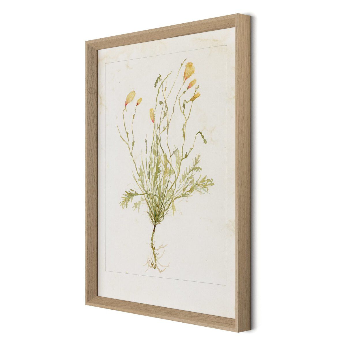 Papaveraceae No. 1 By Laurel-dawn Latshaw
