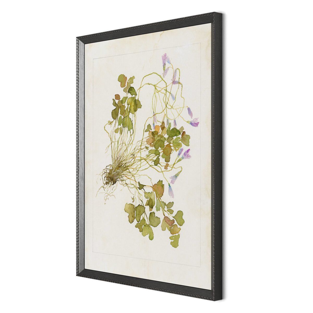Oxalis Debilis No. 2 By Laurel-dawn Latshaw