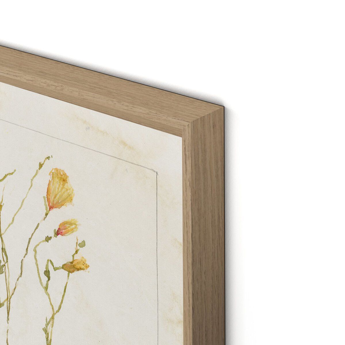 Papaveraceae No. 1 By Laurel-dawn Latshaw