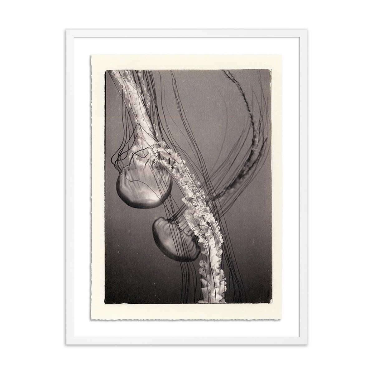 Jellies 4 By Platinum Revival