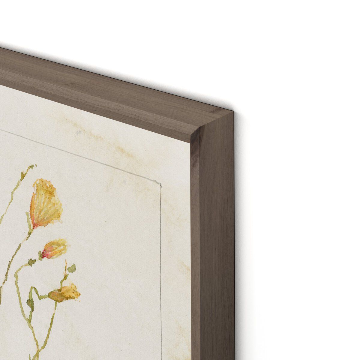 Herbarium Set By Laurel-dawn Latshaw