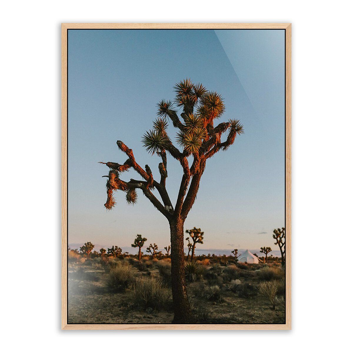 Camp Sunrise/joshua Tree By Wesley And Emma Teague