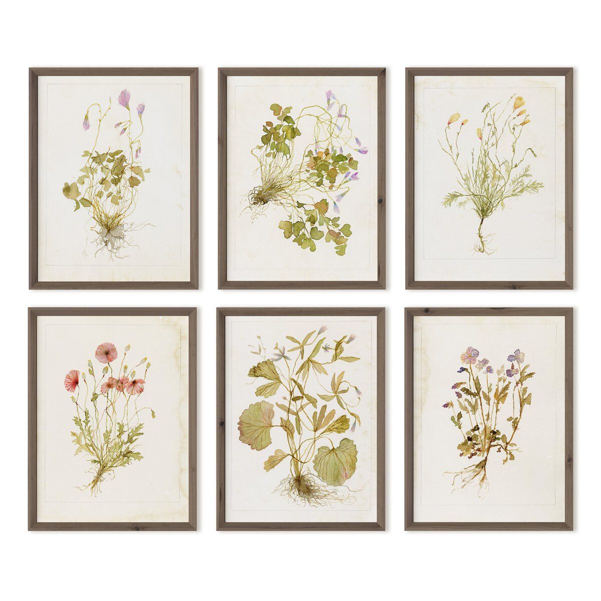 Herbarium Set By Laurel-dawn Latshaw