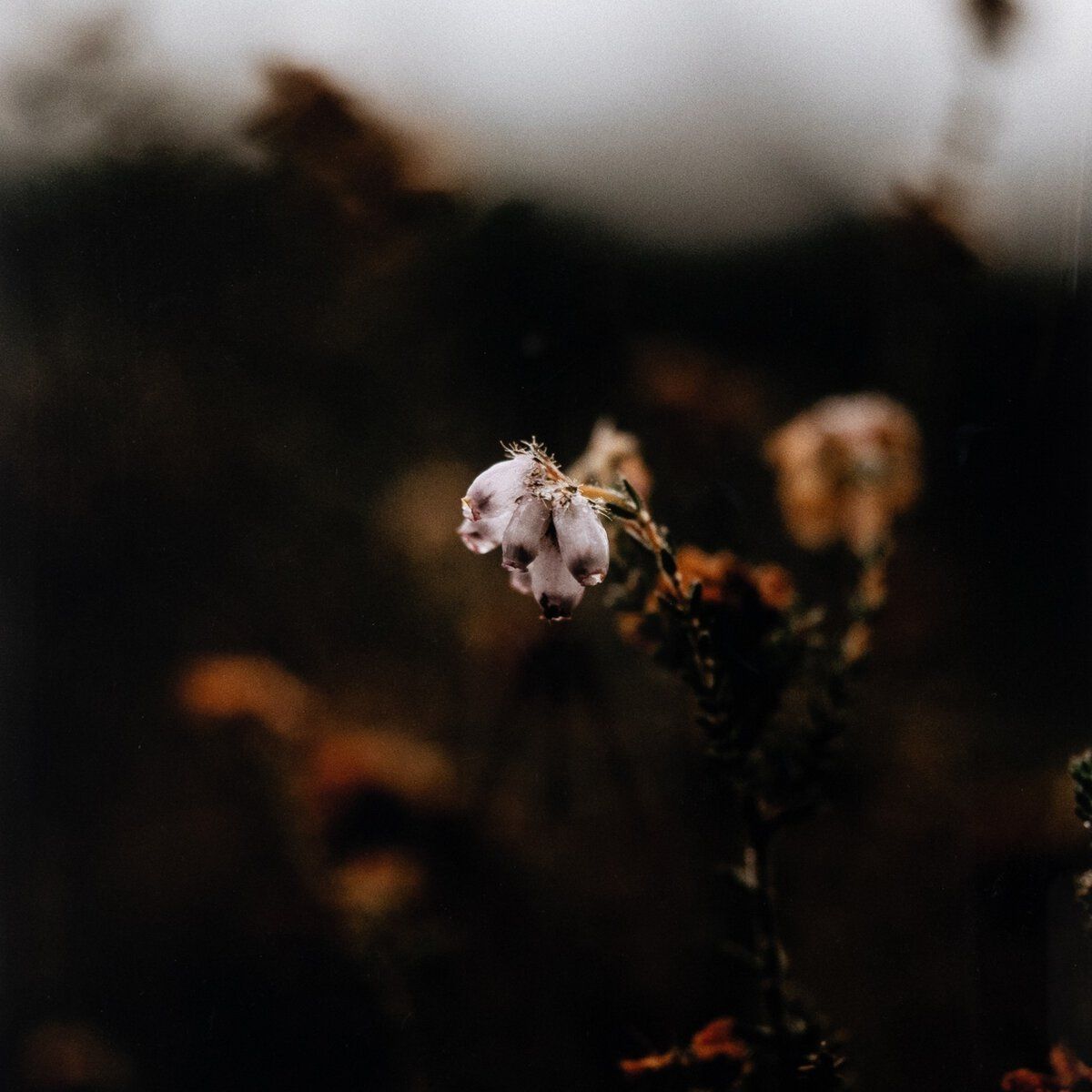 Escape Ii By Annie Spratt