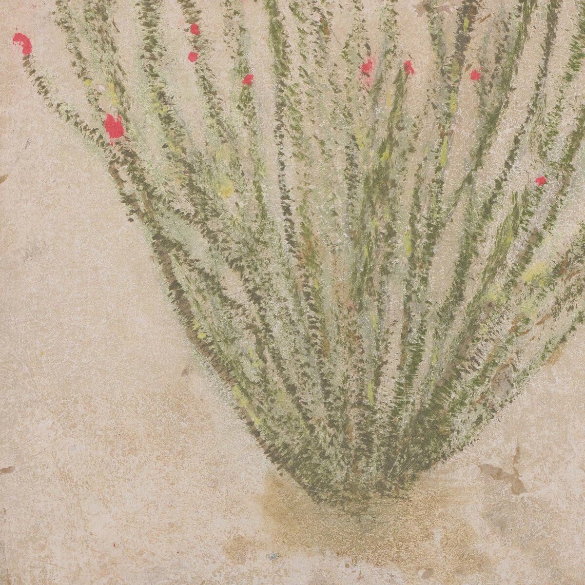 Ocotillo By Paul Meyer