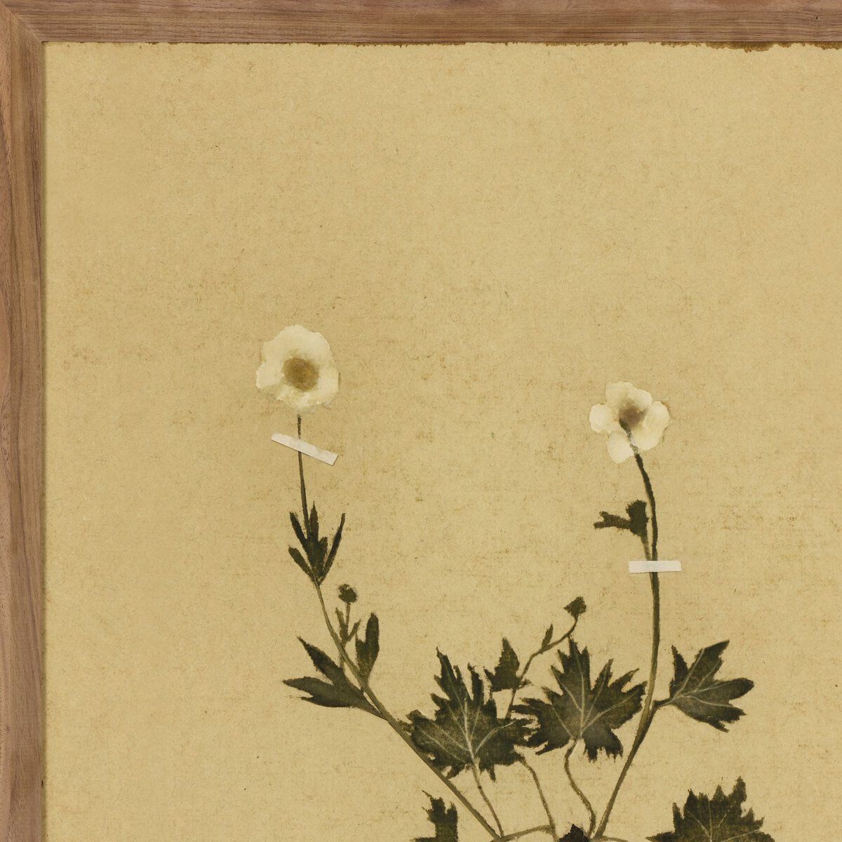 Petite Study No. V By Hannah Winters