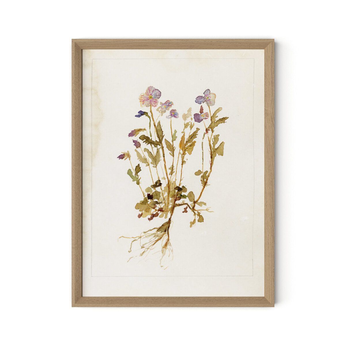 Viola No. 2 By Laurel-dawn Latshaw