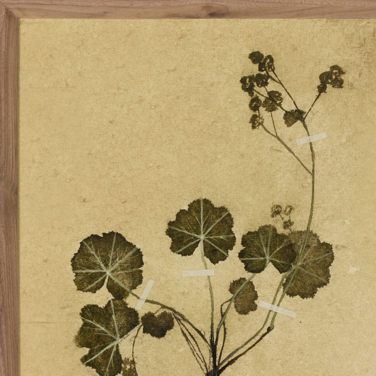 Petite Study No. Vi By Hannah Winters