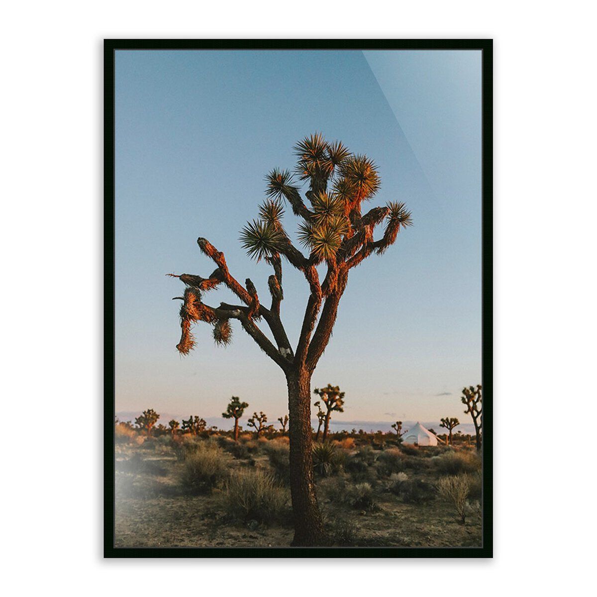 Camp Sunrise/joshua Tree By Wesley And Emma Teague