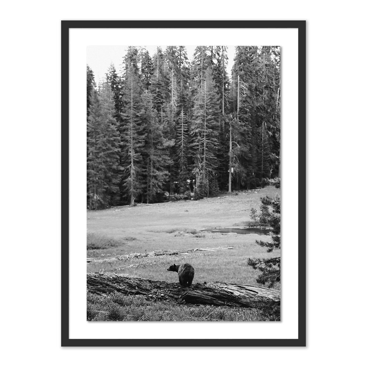 Don't Feed The Bears By Wesley And Emma Teague