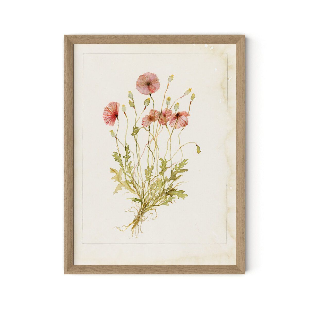 Papaveraceae No. 2 By Laurel-dawn Latshaw