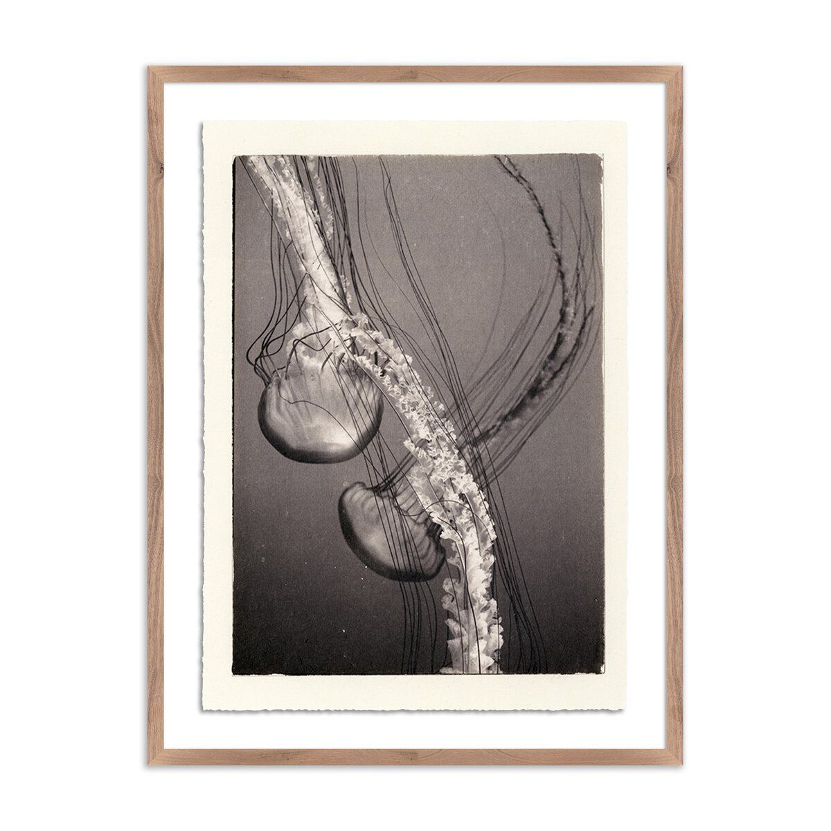Jellies 4 By Platinum Revival