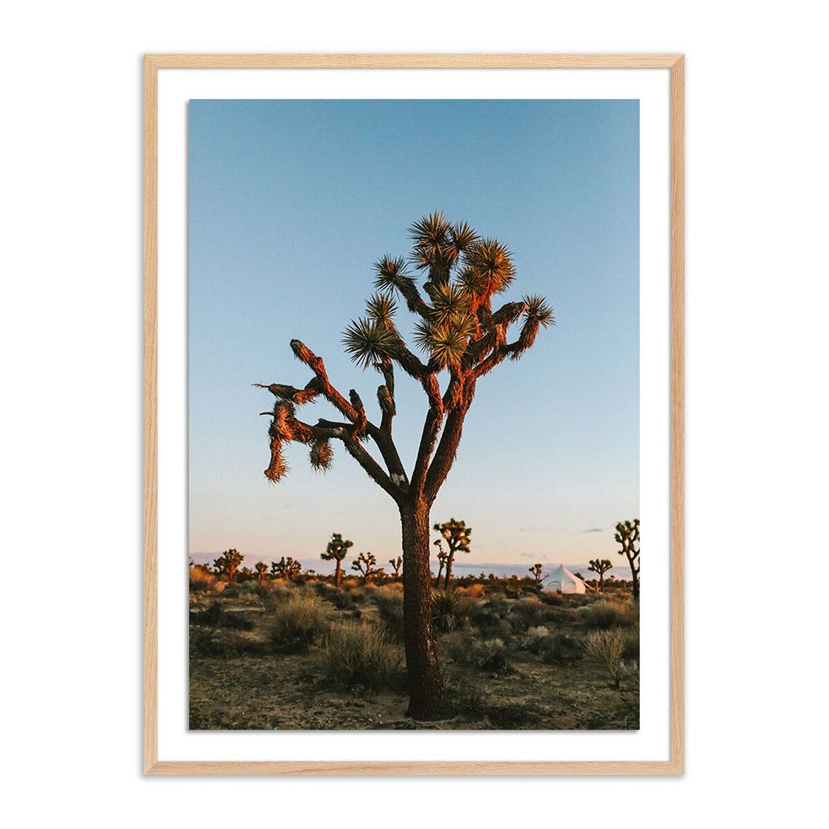 Camp Sunrise/joshua Tree By Wesley And Emma Teague