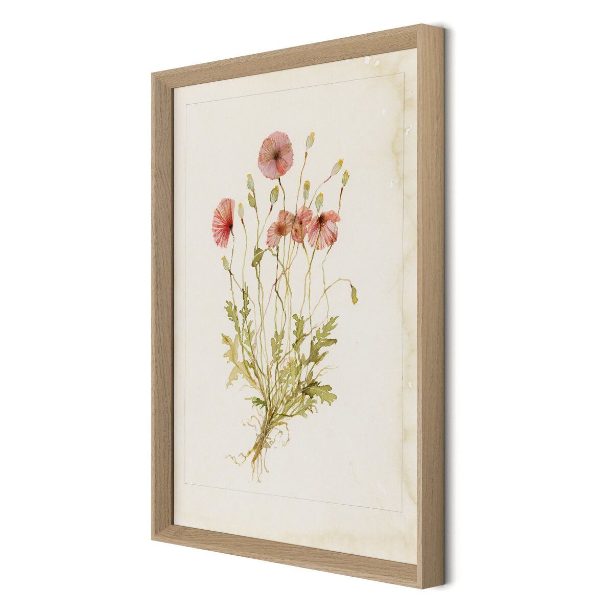 Papaveraceae No. 2 By Laurel-dawn Latshaw