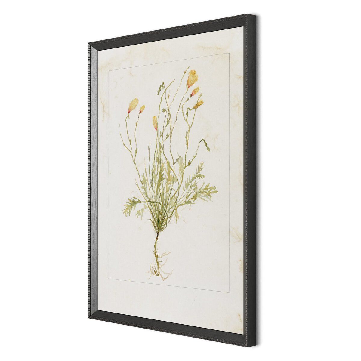 Papaveraceae No. 1 By Laurel-dawn Latshaw