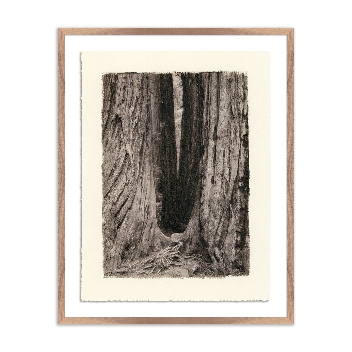 Redwoods Magical Portal By Platinum Revival
