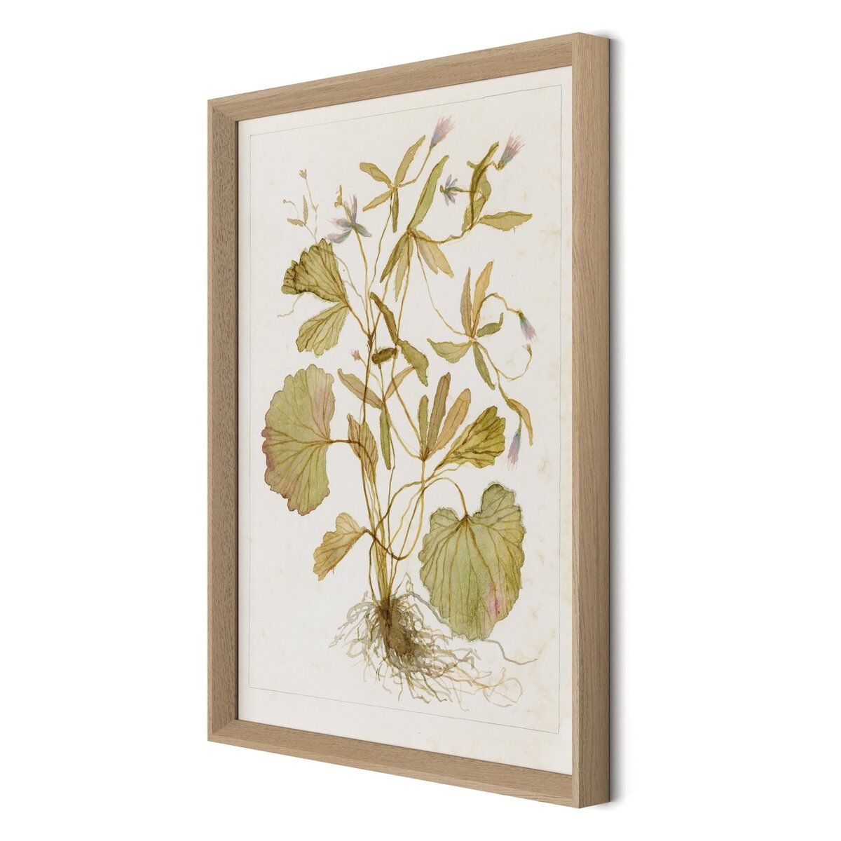 Ranunculs Abortivus No. 1 By Laurel-dawn Latshaw