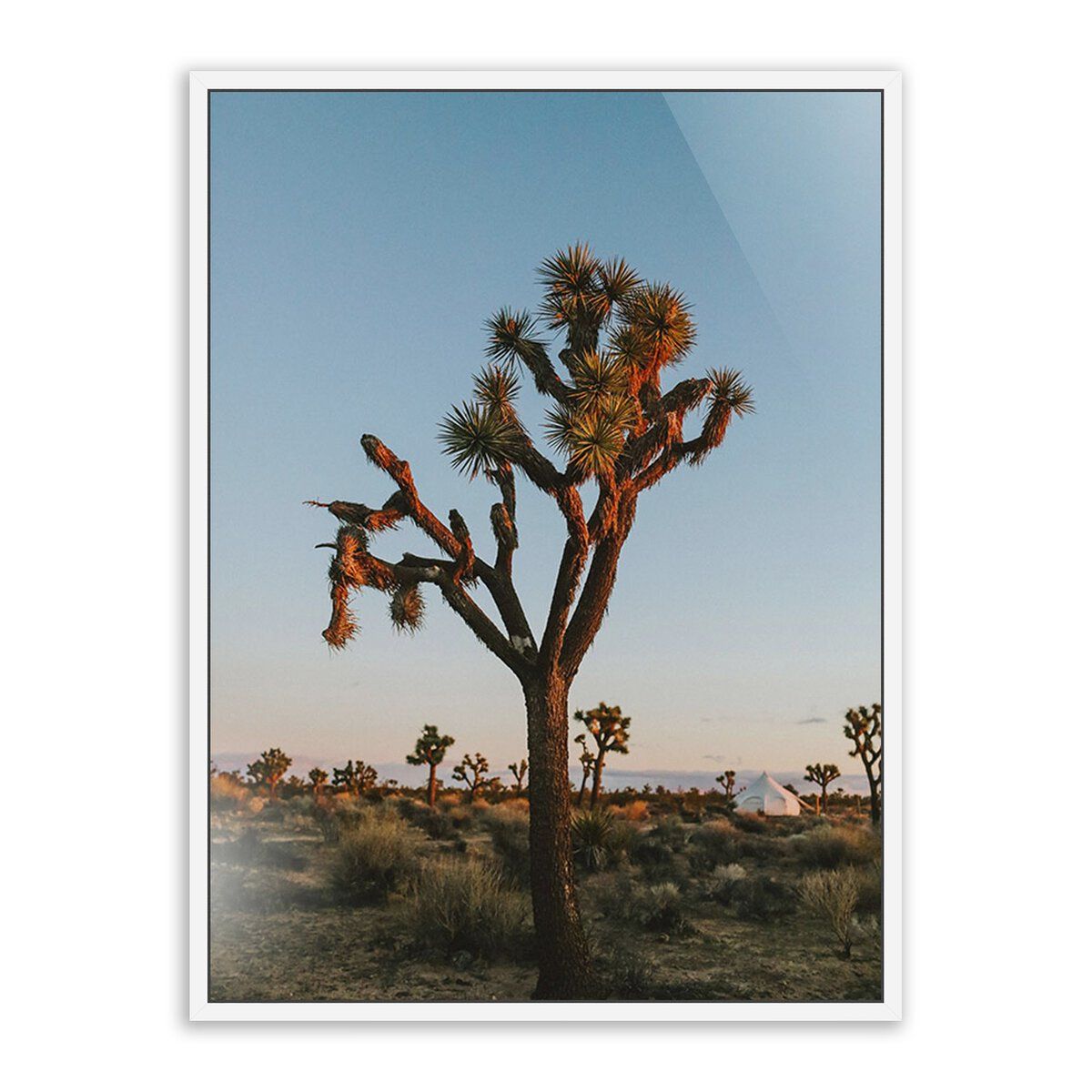 Camp Sunrise/joshua Tree By Wesley And Emma Teague