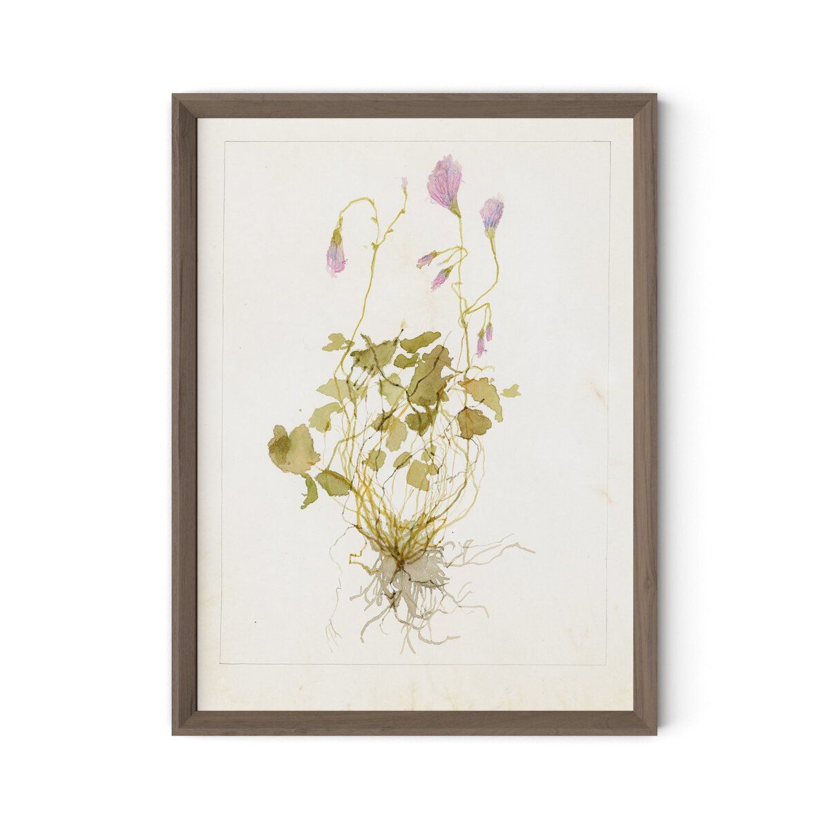 Oxalis Debilis No. 1 By Laurel-dawn Latshaw