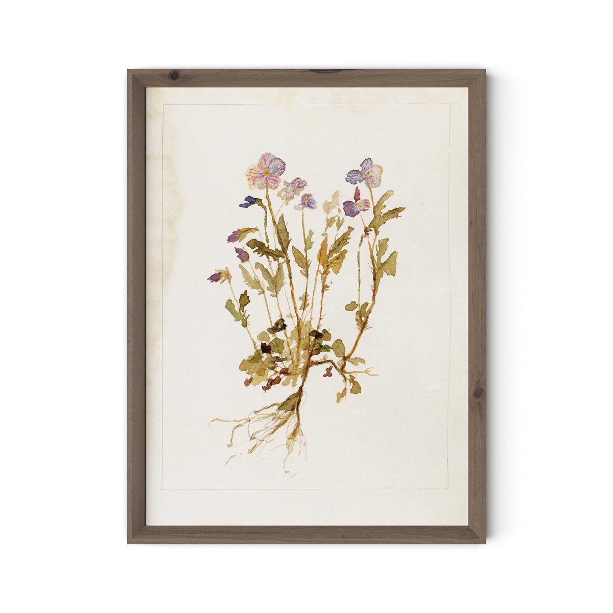 Viola No. 2 By Laurel-dawn Latshaw