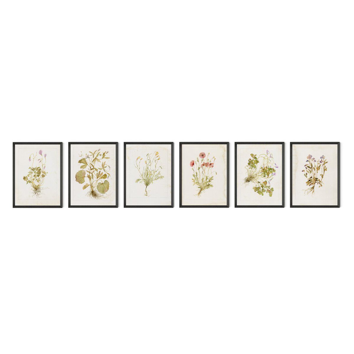 Herbarium Set By Laurel-dawn Latshaw