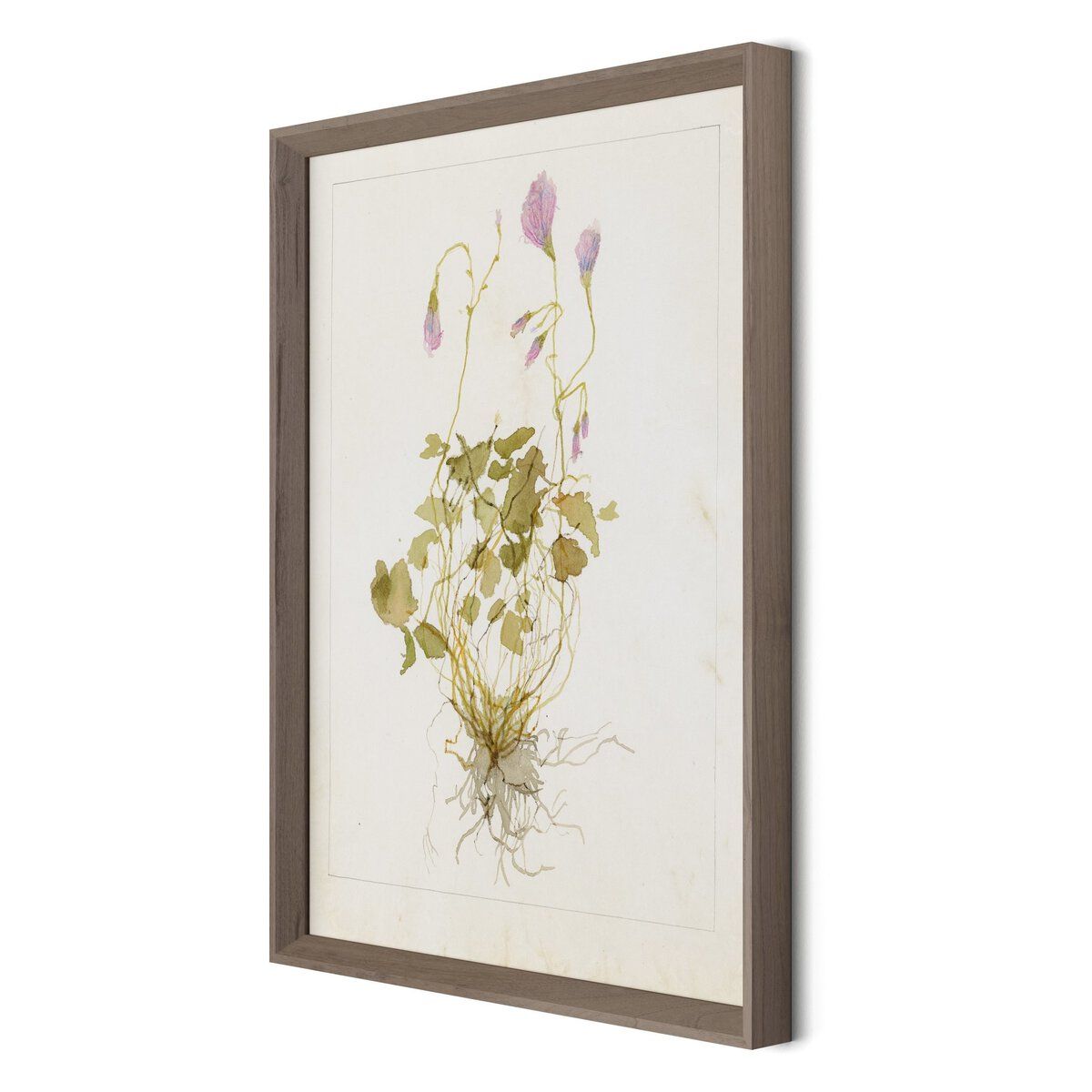 Oxalis Debilis No. 1 By Laurel-dawn Latshaw