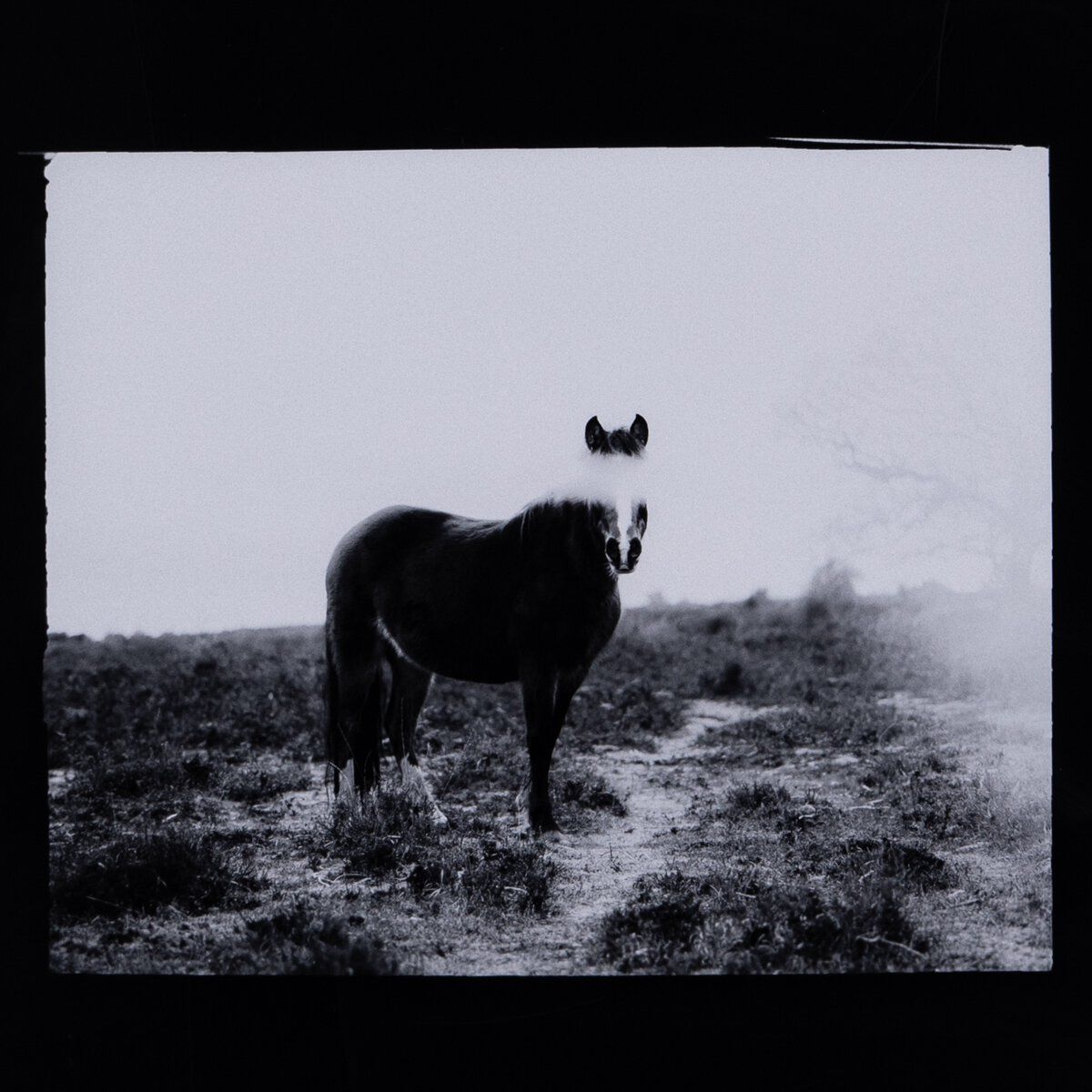 Blank Horse By Annie Spratt