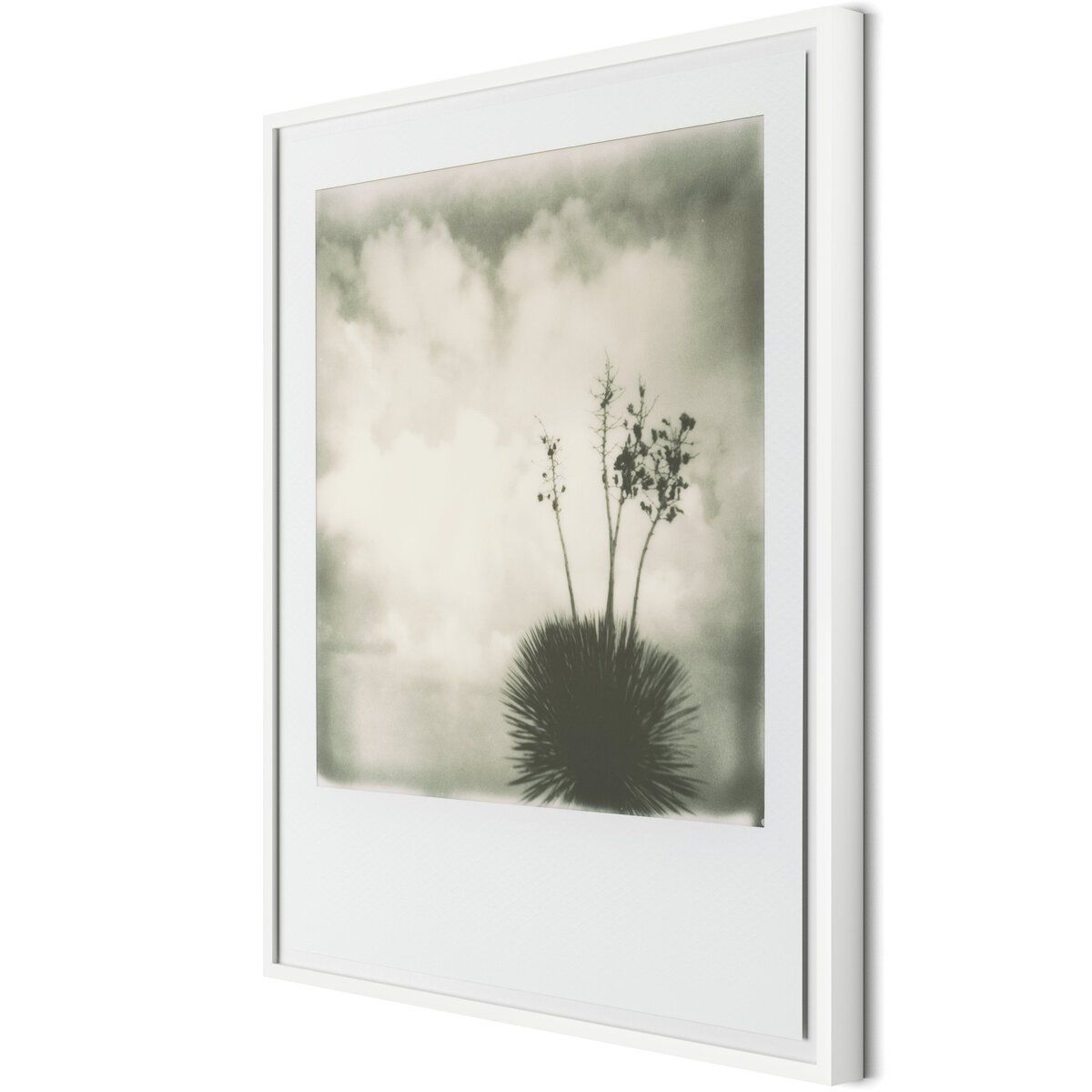 Yucca By Darden Smith