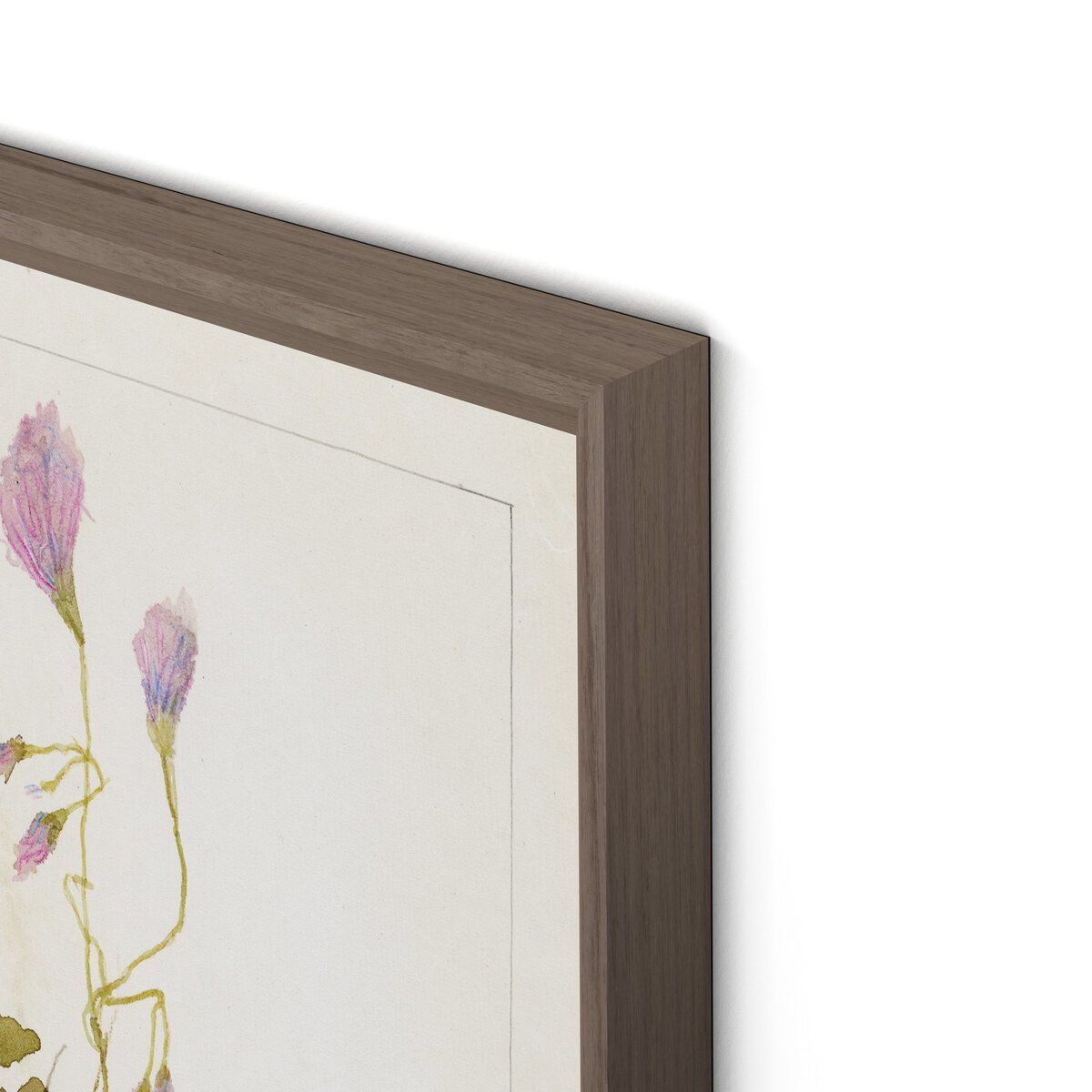 Oxalis Debilis No. 1 By Laurel-dawn Latshaw