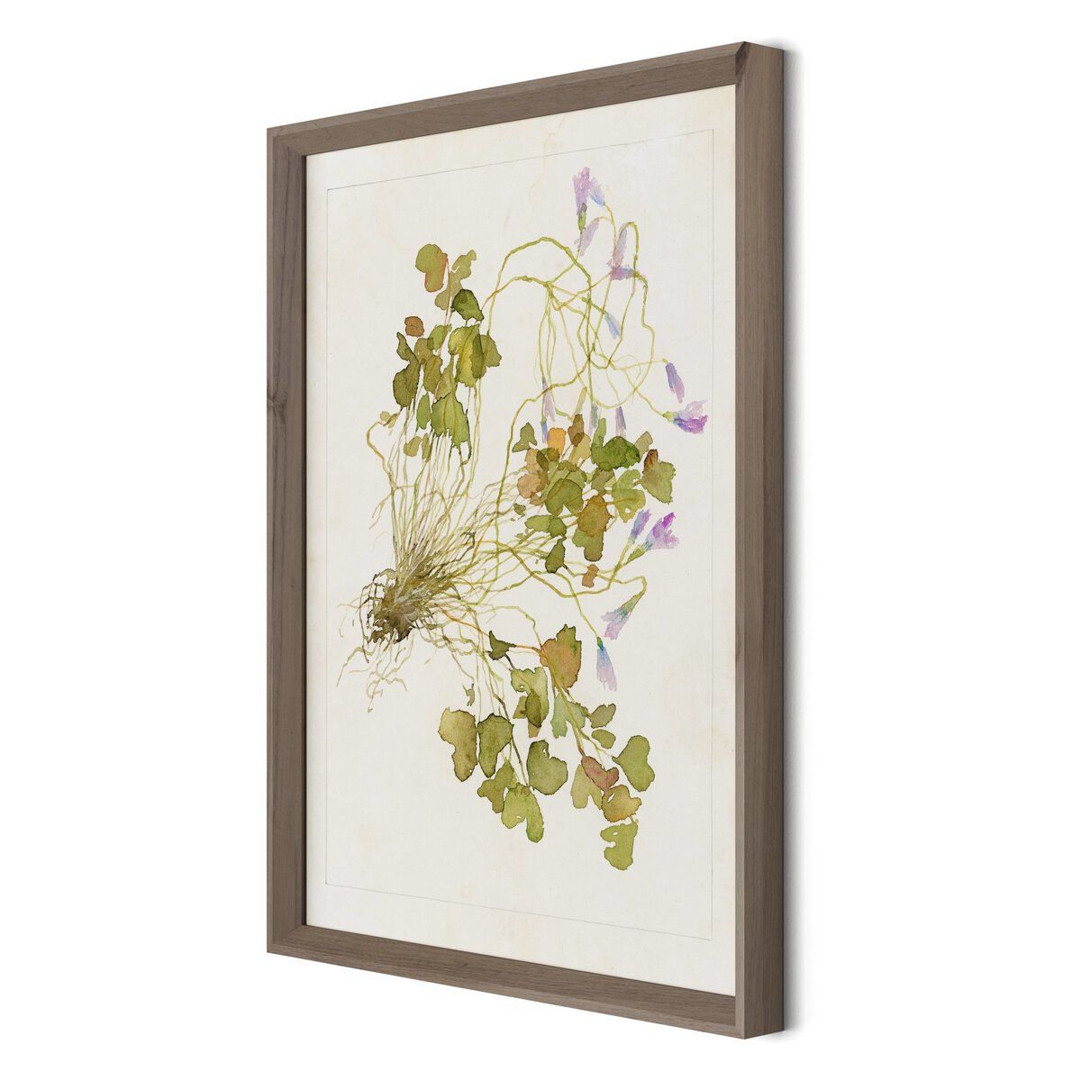 Oxalis Debilis No. 2 By Laurel-dawn Latshaw
