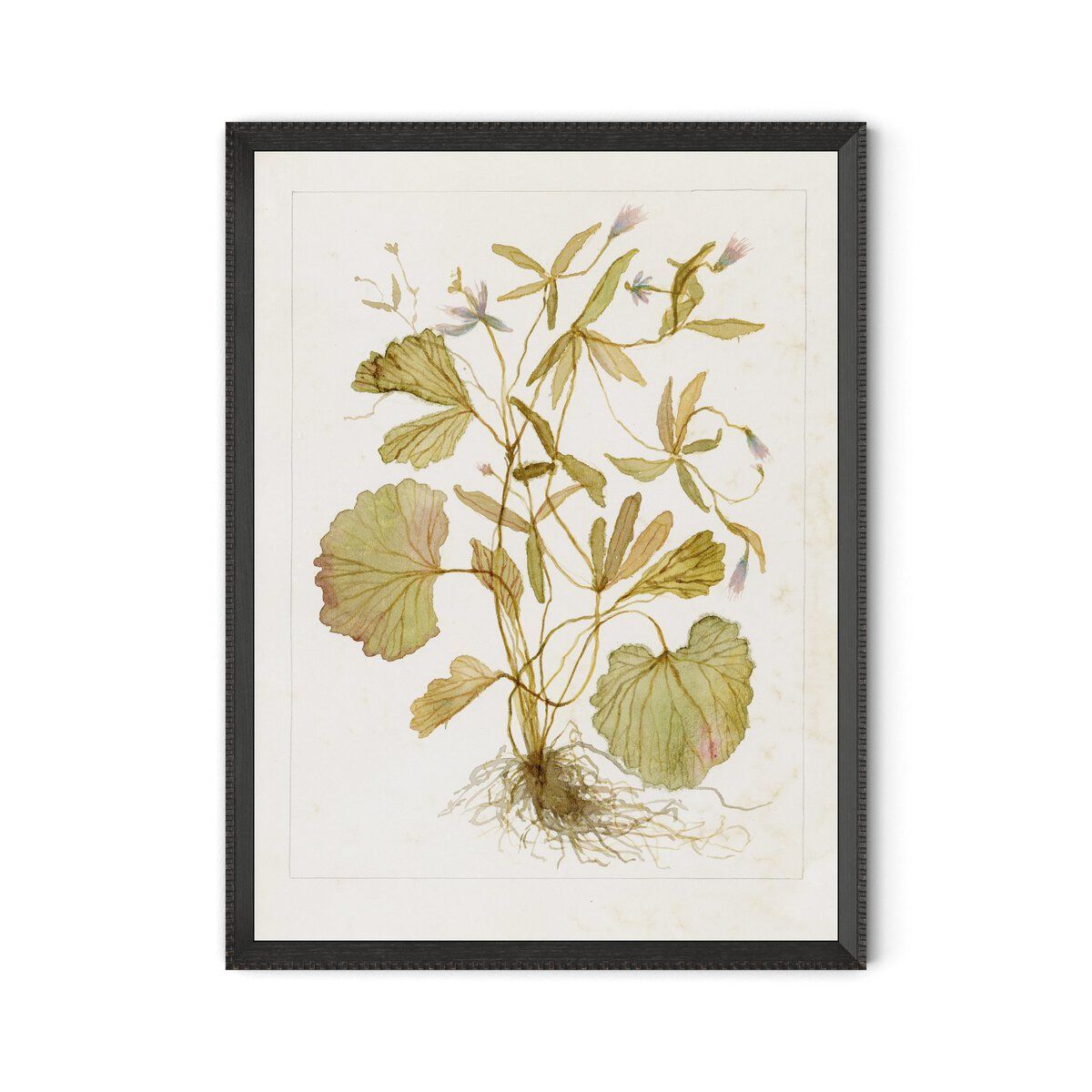 Ranunculs Abortivus No. 1 By Laurel-dawn Latshaw