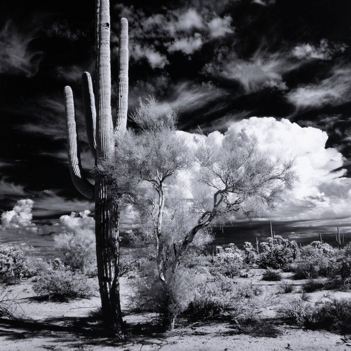 Sonoran Desert By Getty Images